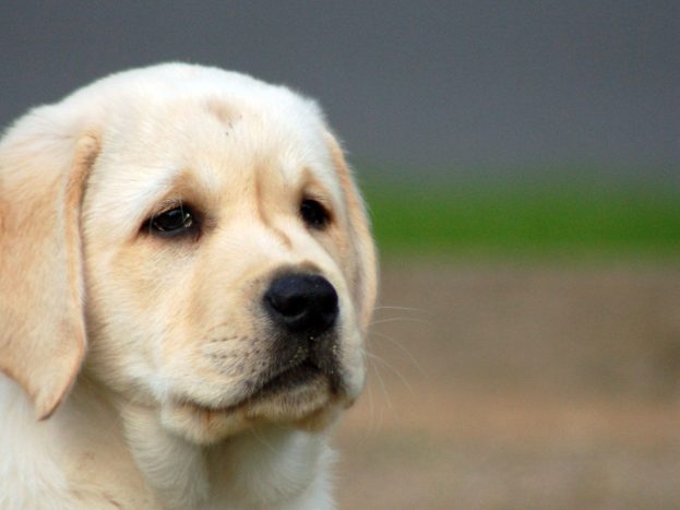 صور كلاب معبرة عن الحزن